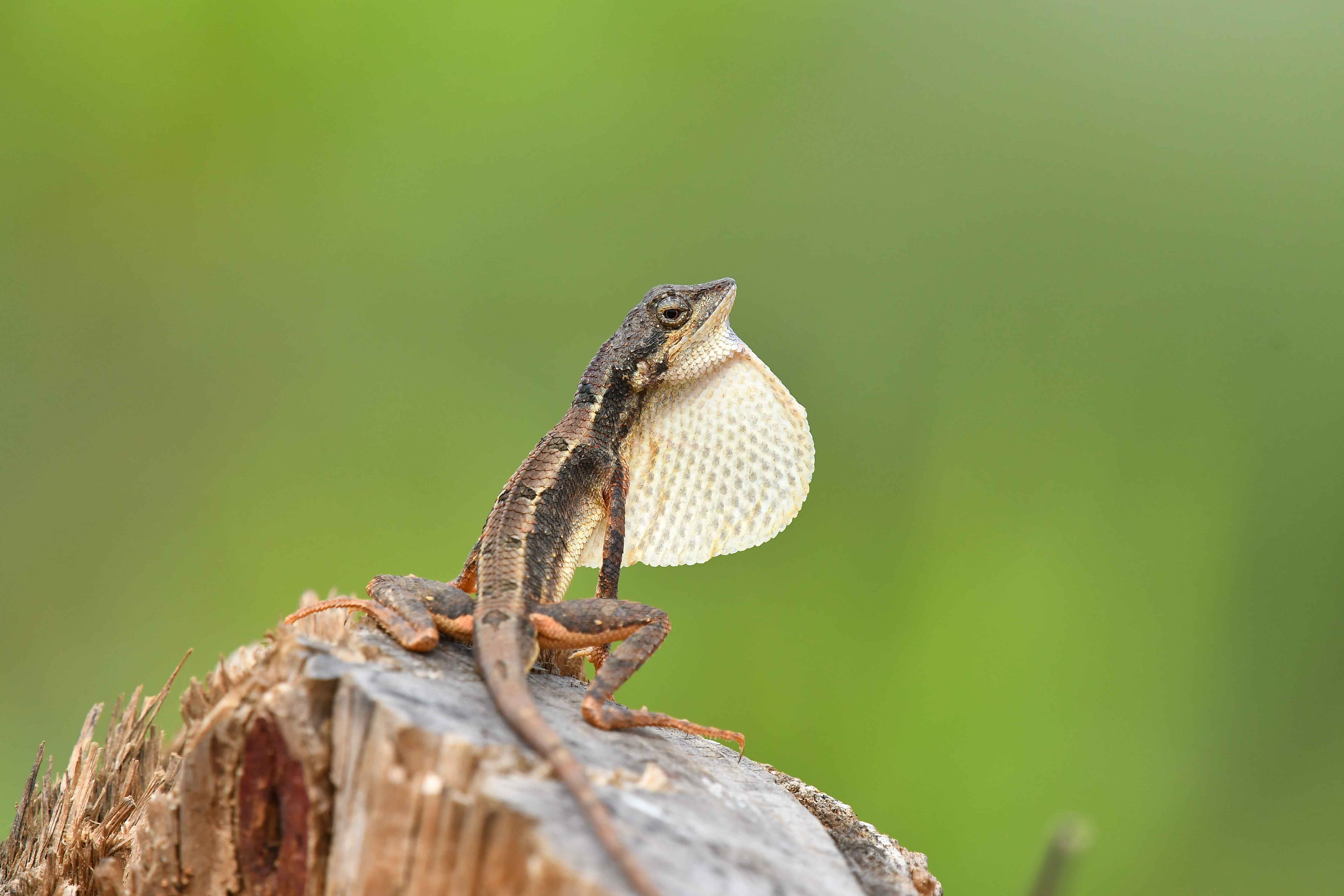 Fan throated Lizard